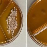 Томские ученые создали антимикробную пленку для упаковки пищевых продуктов